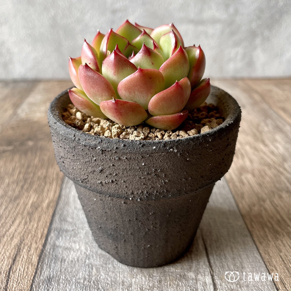 ＊新入荷＊　ヒーリング - 多肉植物の通販・販売サイト tawawa