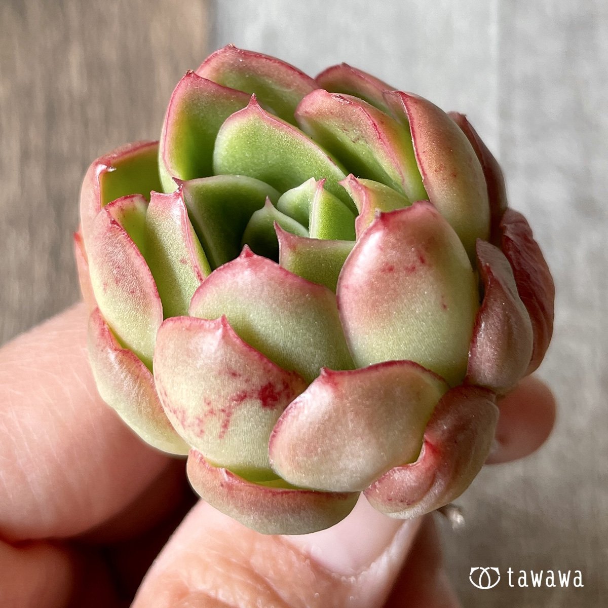 ＊新入荷＊　ハイリー - 多肉植物の通販・販売サイト tawawa