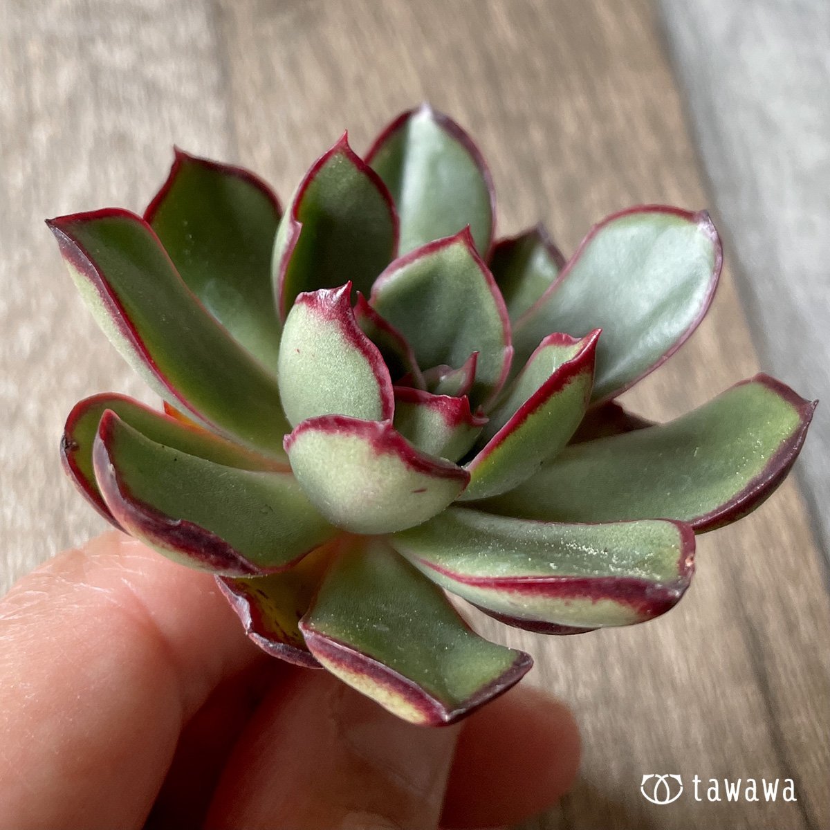 ＊新入荷＊　ロンギニ - 多肉植物の通販・販売サイト tawawa