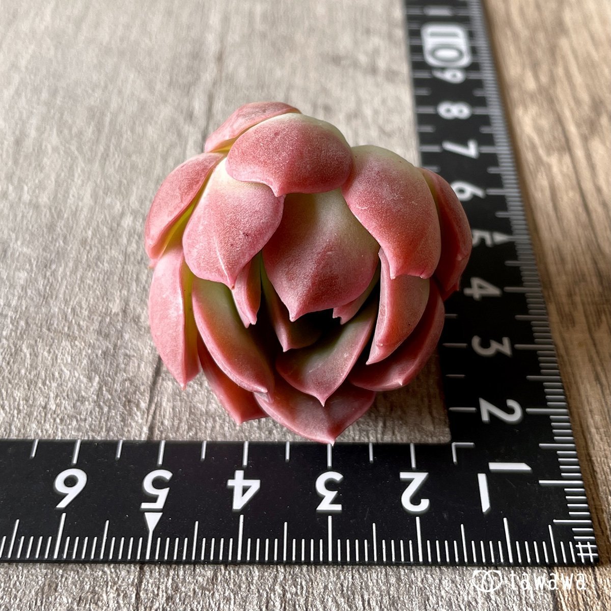 ＊新入荷＊　ピンキーフリル - 多肉植物の通販・販売サイト tawawa