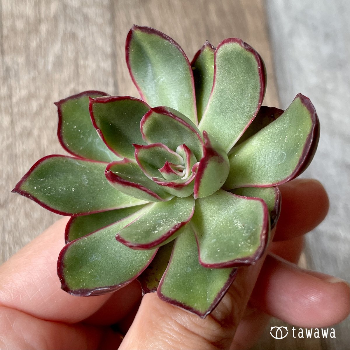 ＊新入荷＊　ロンギニ - 多肉植物の通販・販売サイト tawawa