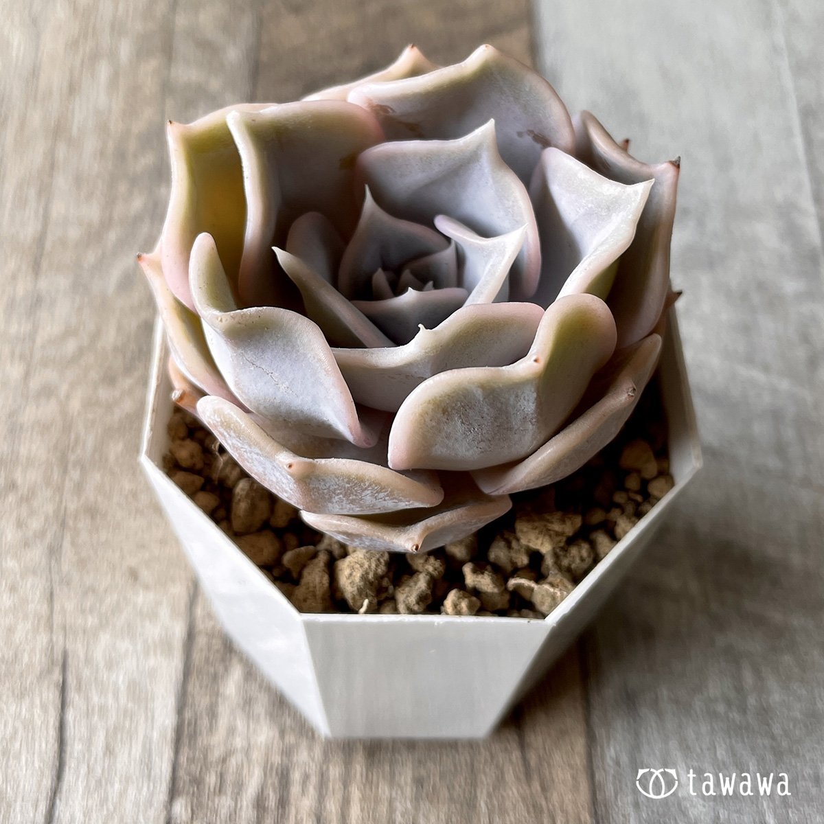 ＊新入荷＊　リラシナ　 - 多肉植物の通販・販売サイト tawawa