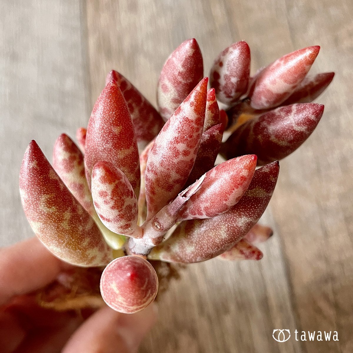 ＊新入荷＊　赤い卵 - 多肉植物の通販・販売サイト tawawa