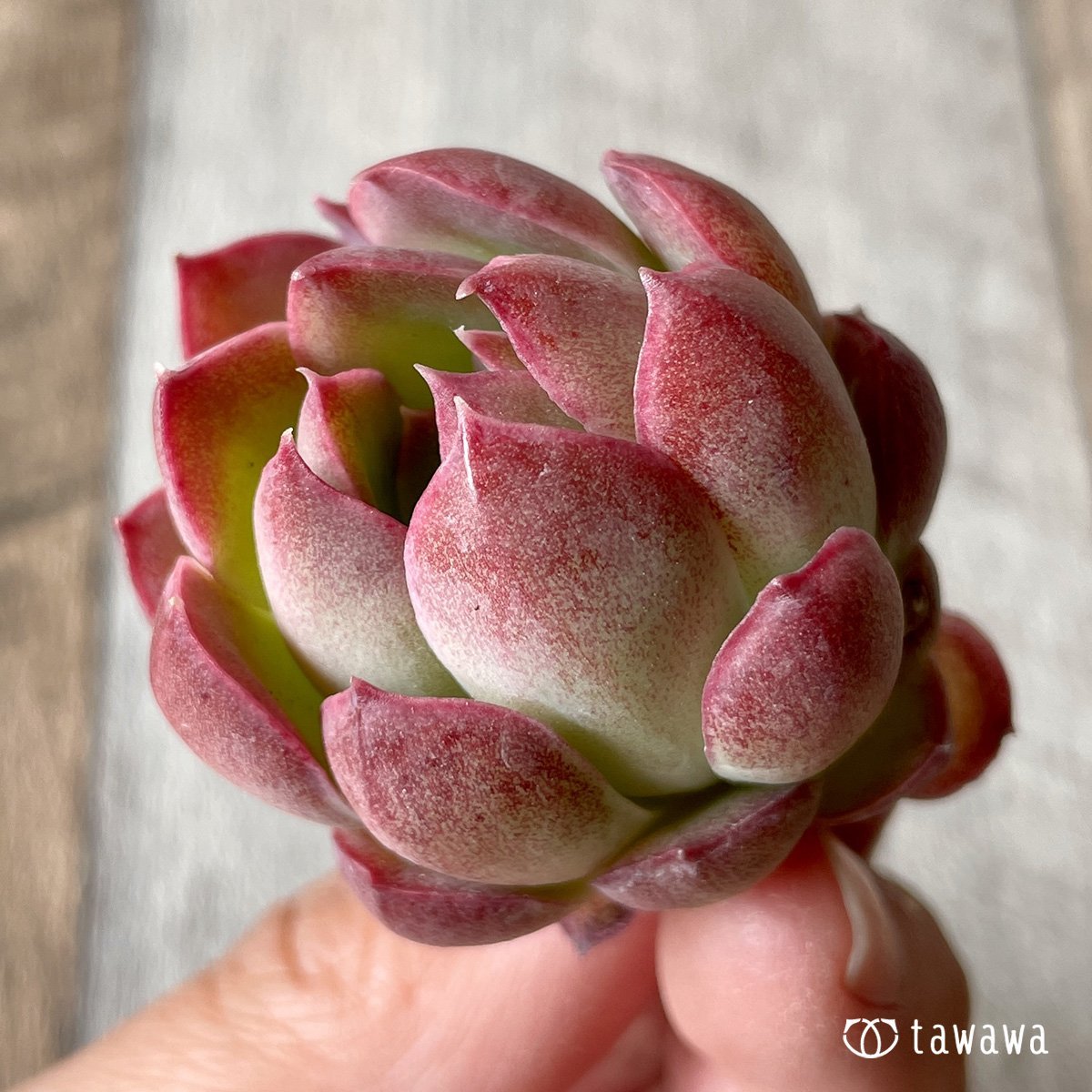 ＊新入荷＊　ピンキーフリル - 多肉植物の通販・販売サイト tawawa