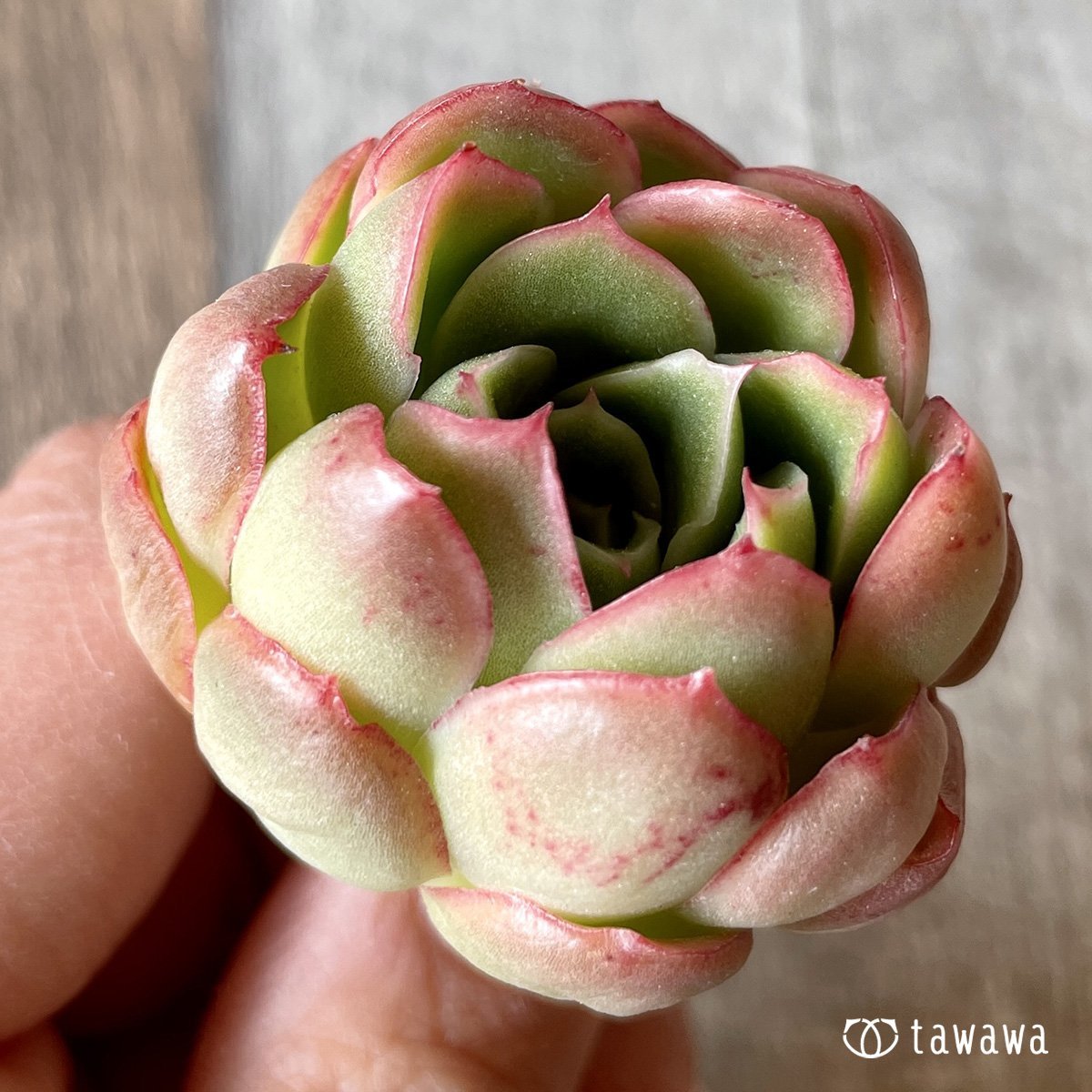 ＊新入荷＊　ハイリー - 多肉植物の通販・販売サイト tawawa