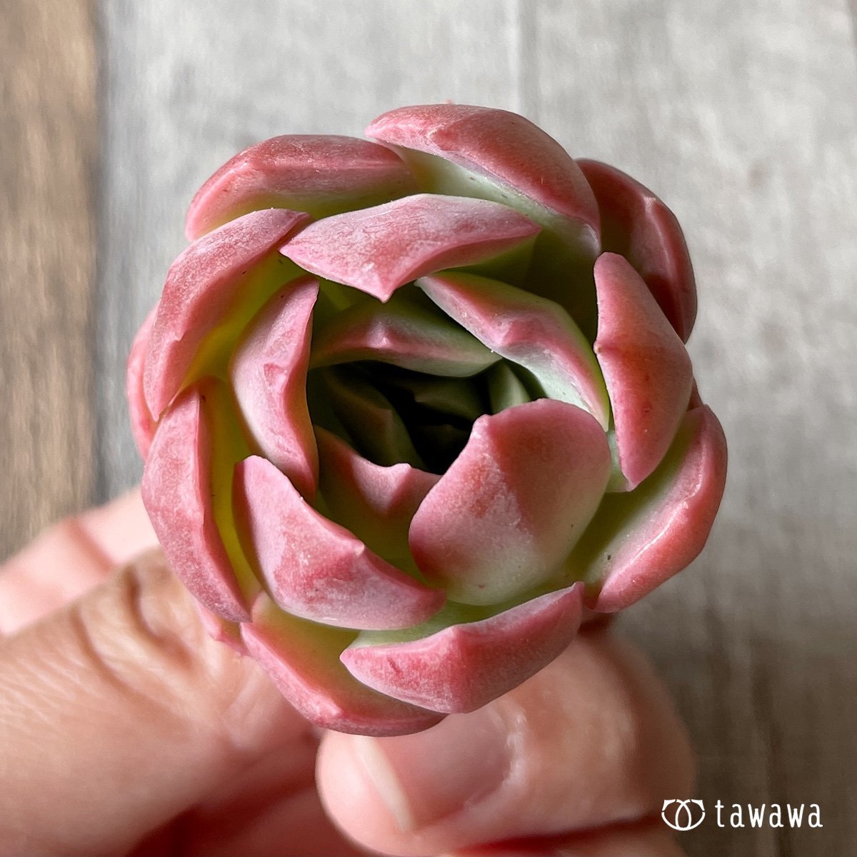 ＊新入荷＊　ピンキーフリル - 多肉植物の通販・販売サイト tawawa