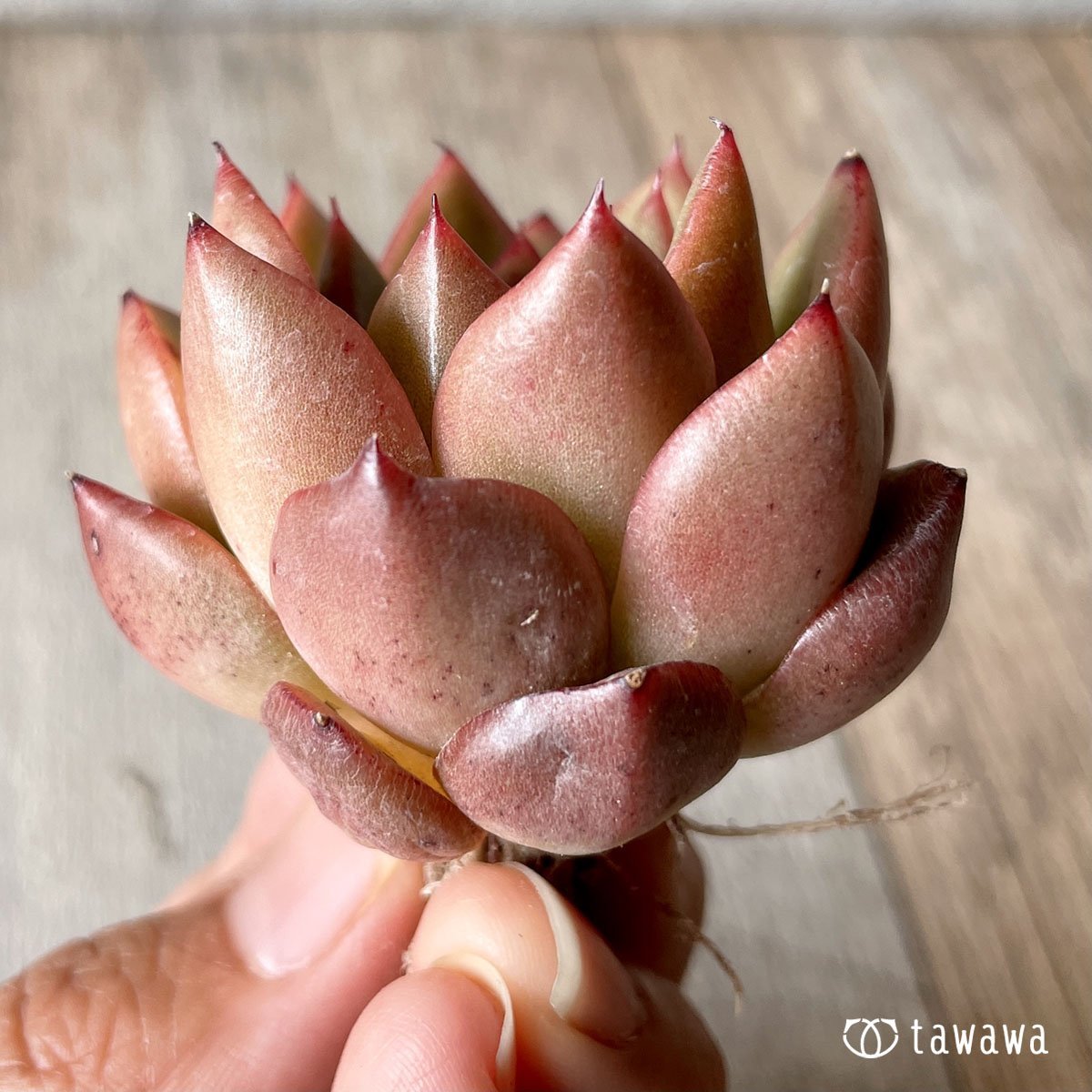 ＊八ヶ岳＊　ツイスト - 多肉植物の通販・販売サイト tawawa