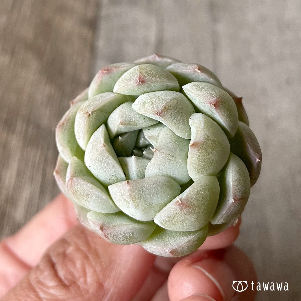 ＊新入荷＊　アルバ② - 多肉植物の通販・販売サイト tawawa