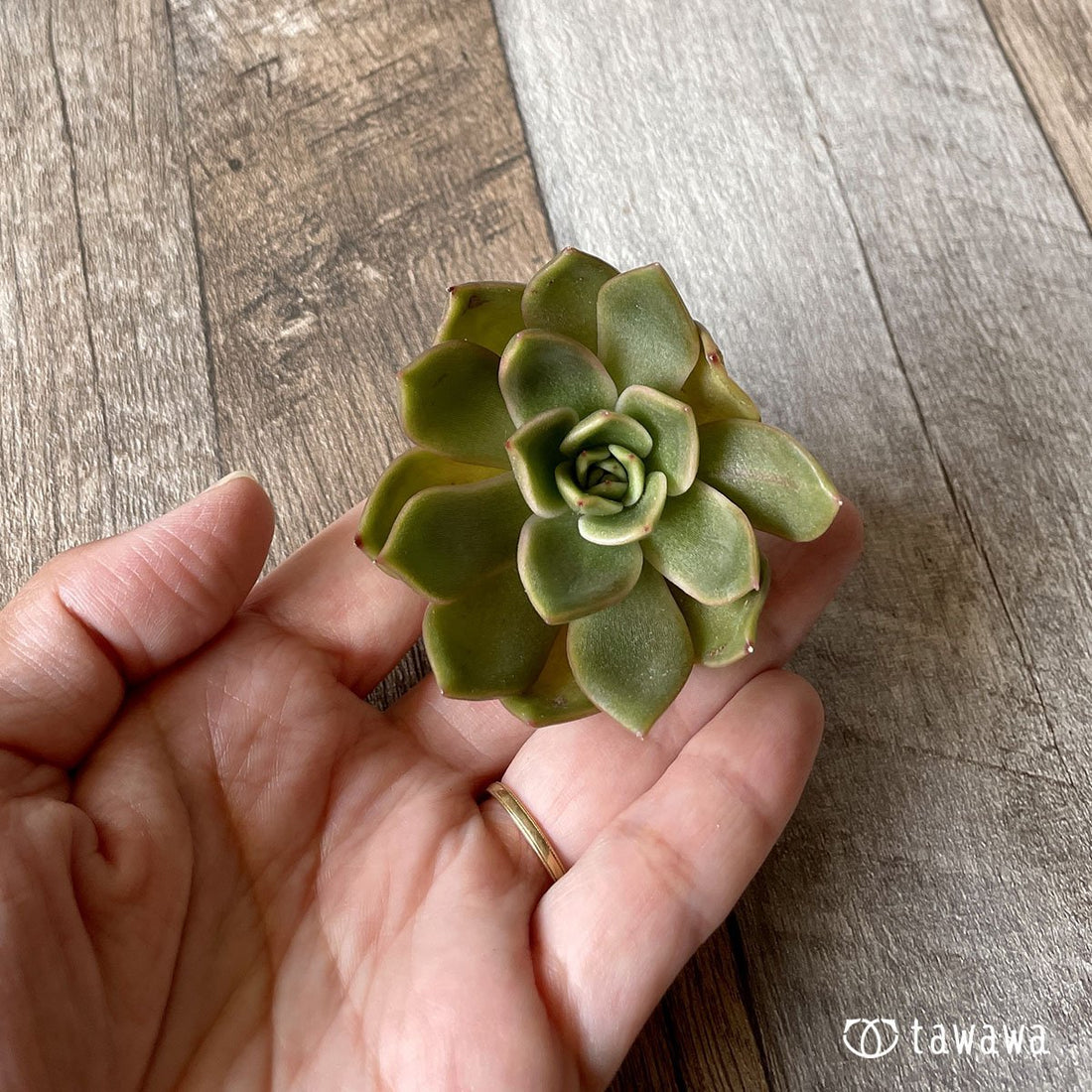 *新入荷* ウォルシャー - 多肉植物の通販・販売サイト tawawa