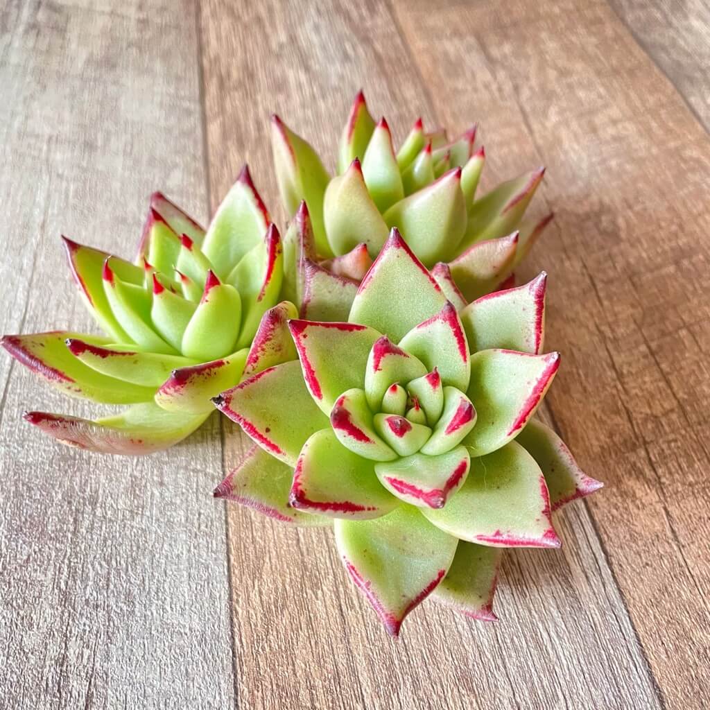 マリアプエブラ(大苗) - 多肉植物の通販 tawawa