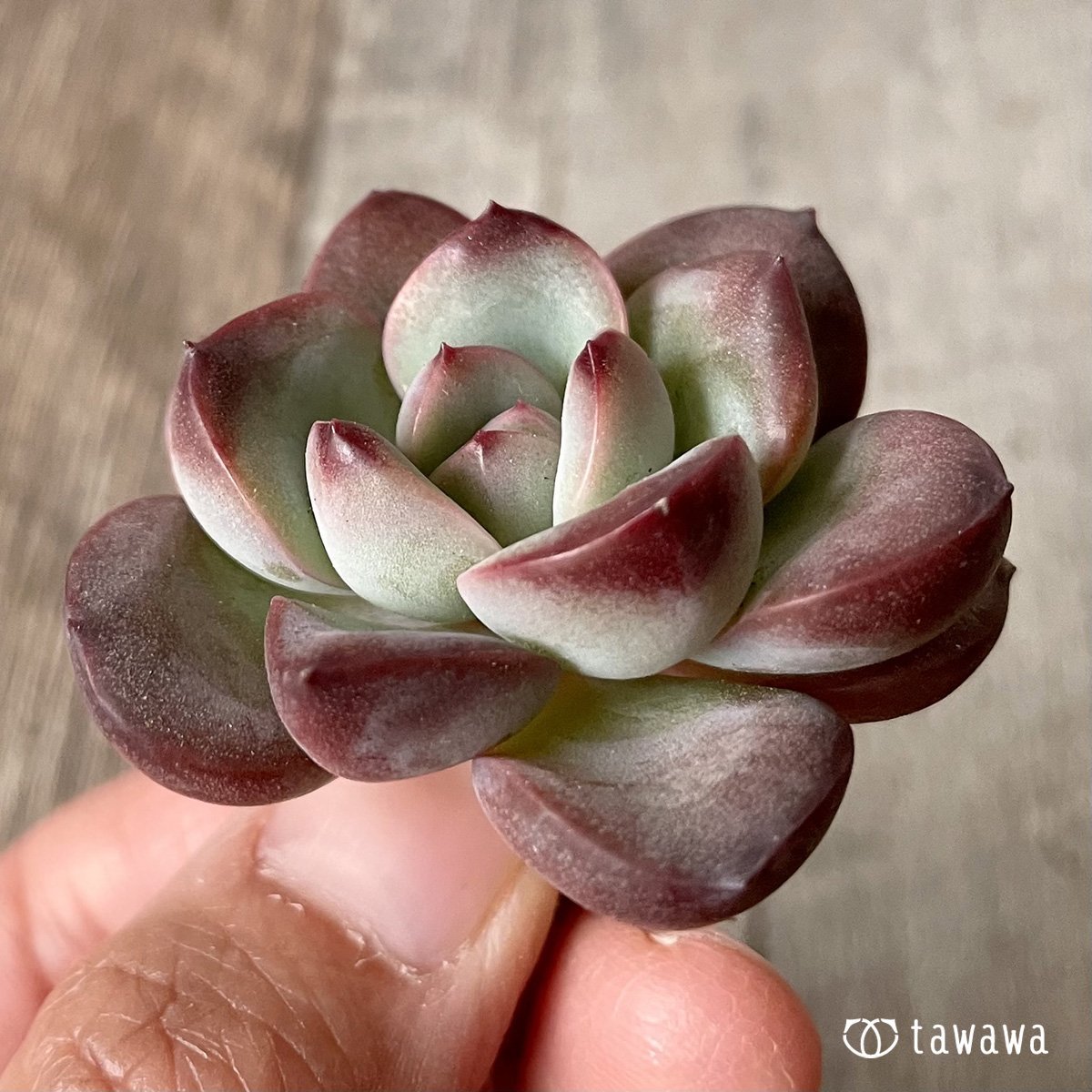 ＊新入荷＊　チュビリップス - 多肉植物の通販・販売サイト tawawa