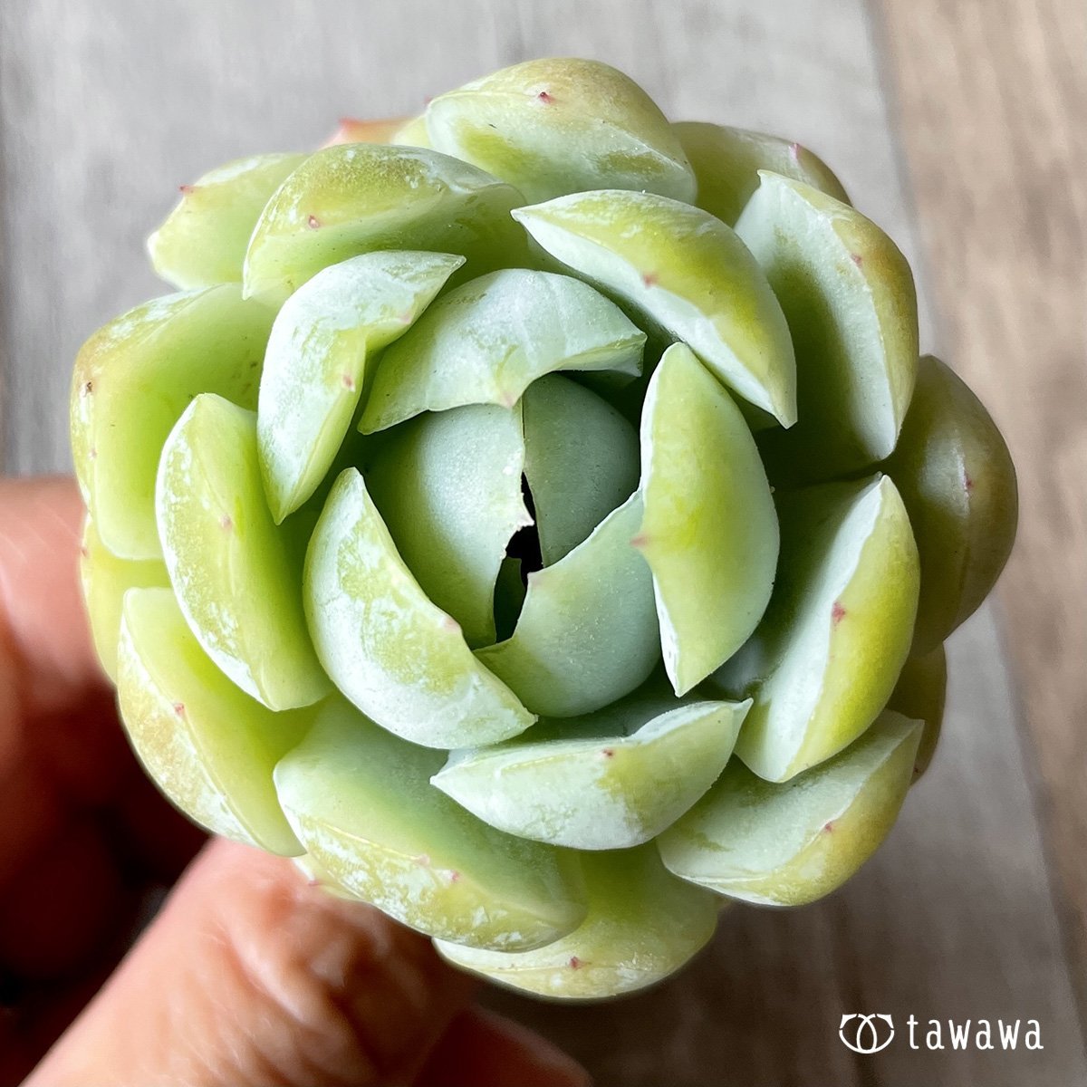 ＊新入荷＊　クリームベリー - 多肉植物の通販・販売サイト tawawa