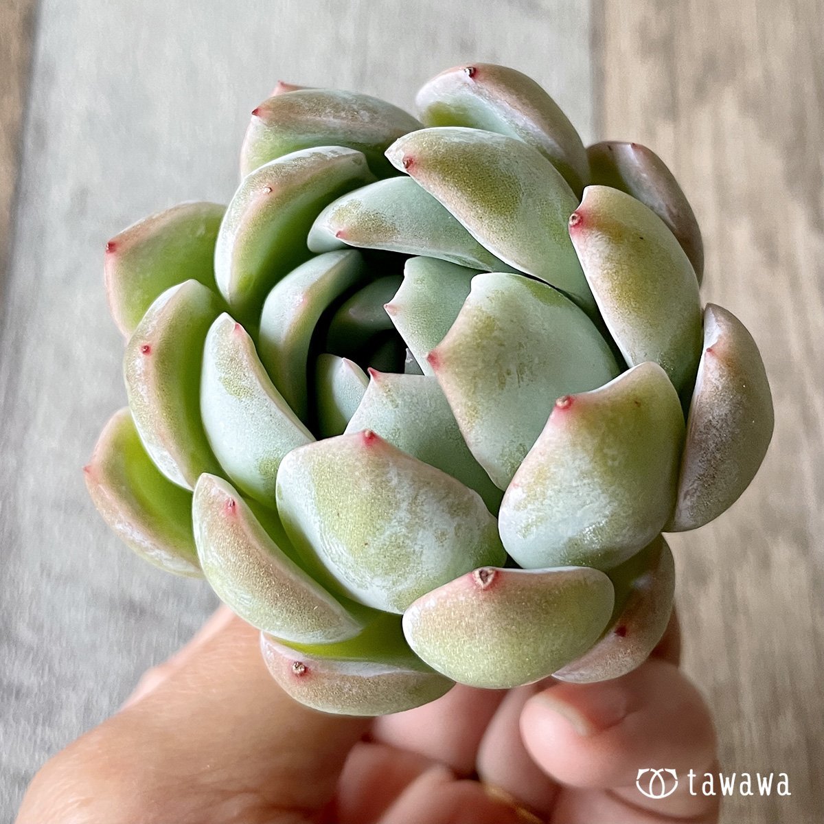＊新入荷＊　ネーサン - 多肉植物の通販・販売サイト tawawa