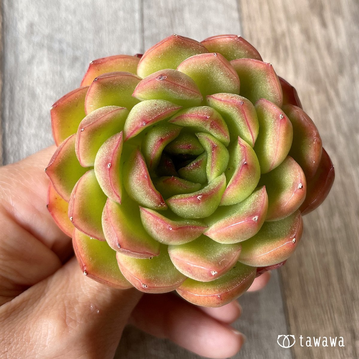 ＊新入荷＊　アイスエイジ - 多肉植物の通販・販売サイト tawawa
