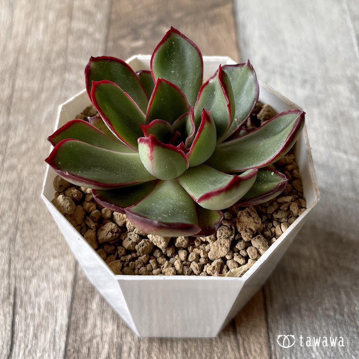 ＊新入荷＊　ロンギニ - 多肉植物の通販・販売サイト tawawa
