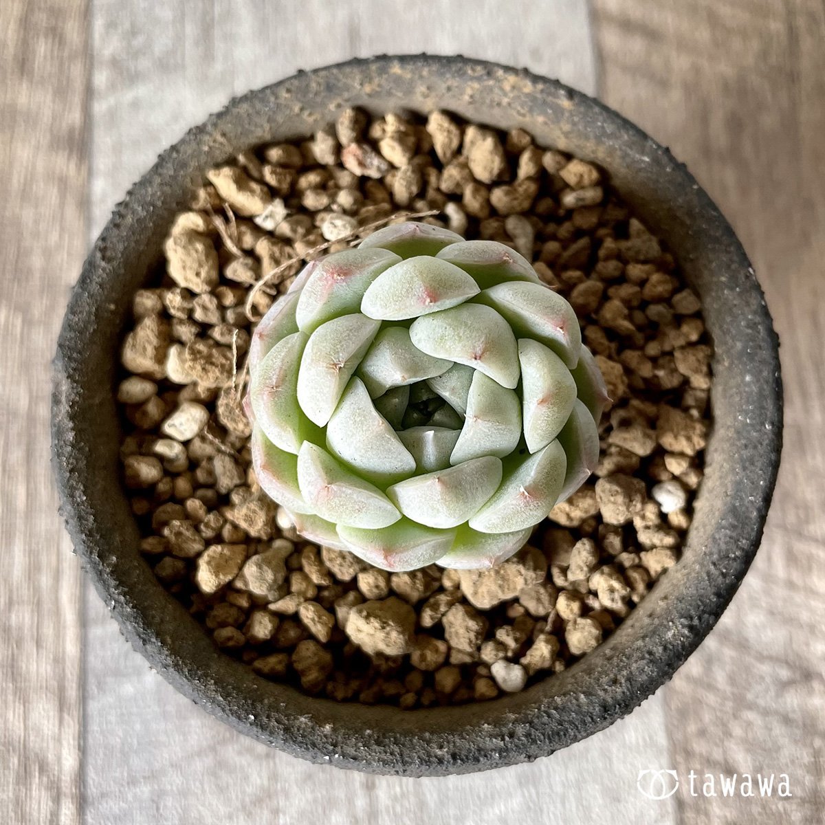 ＊新入荷＊　アルバ② - 多肉植物の通販・販売サイト tawawa