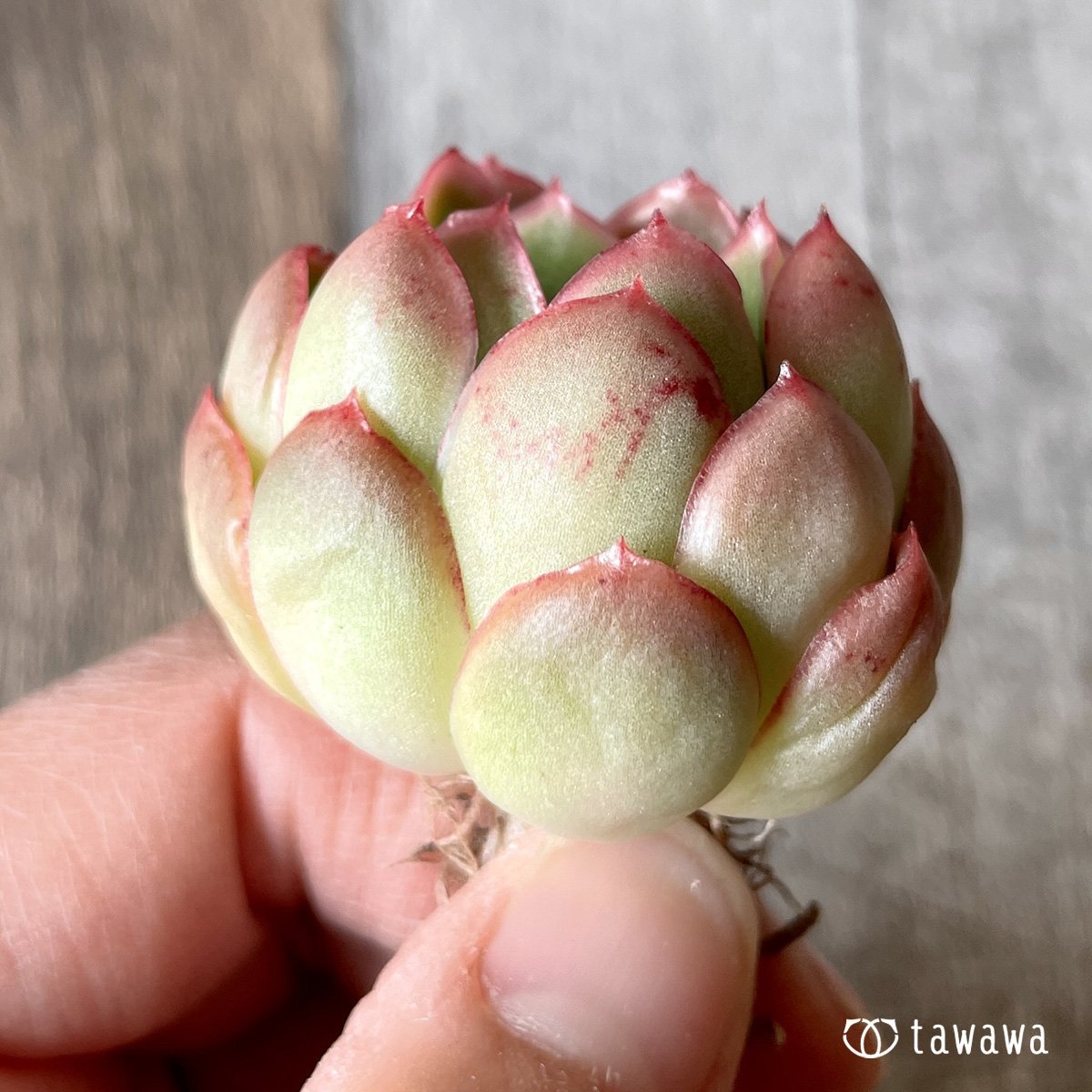 ＊新入荷＊　ハイリー - 多肉植物の通販・販売サイト tawawa