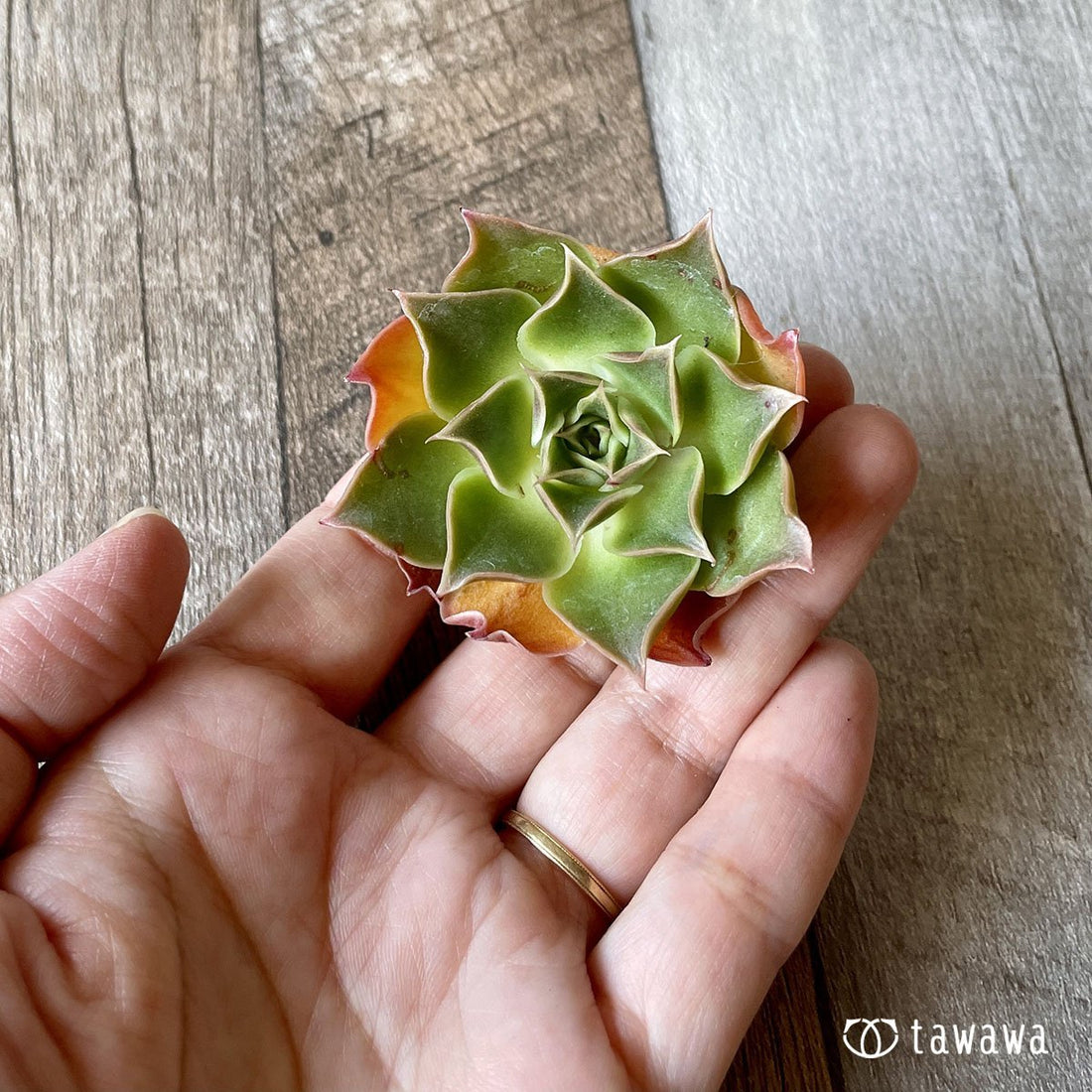 *新入荷* ビューティーブロッサム - 多肉植物の通販・販売サイト tawawa