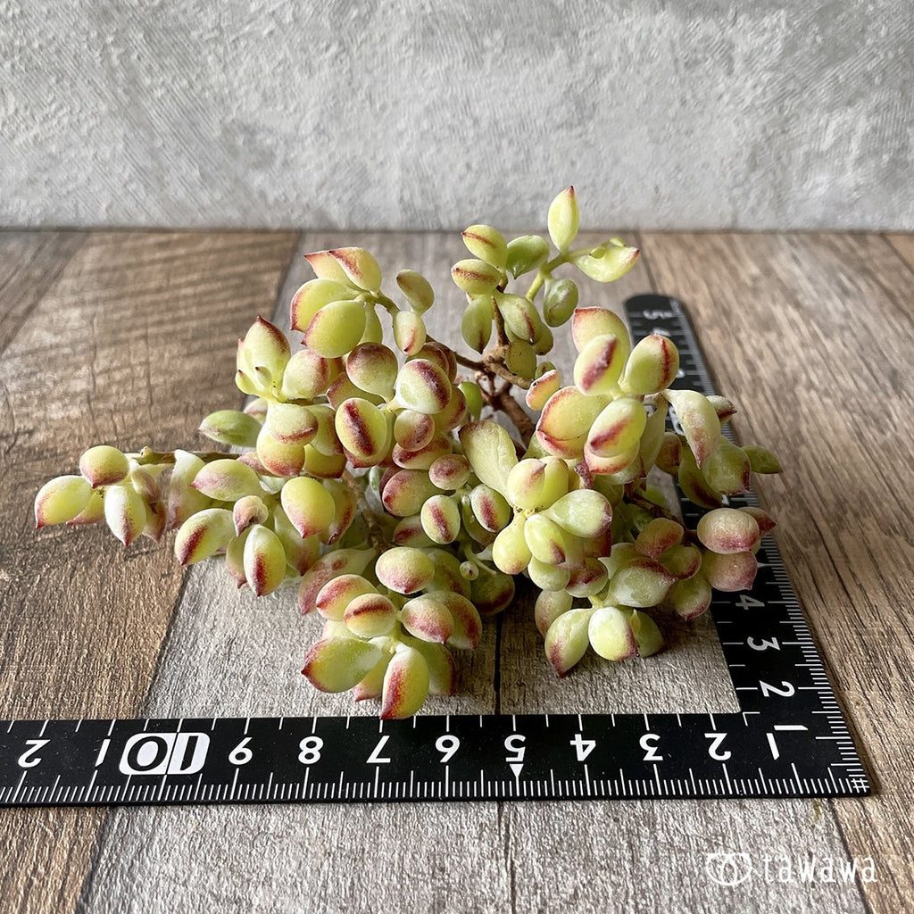 ＊新入荷＊　ペンデンス - 多肉植物の通販・販売サイト tawawa