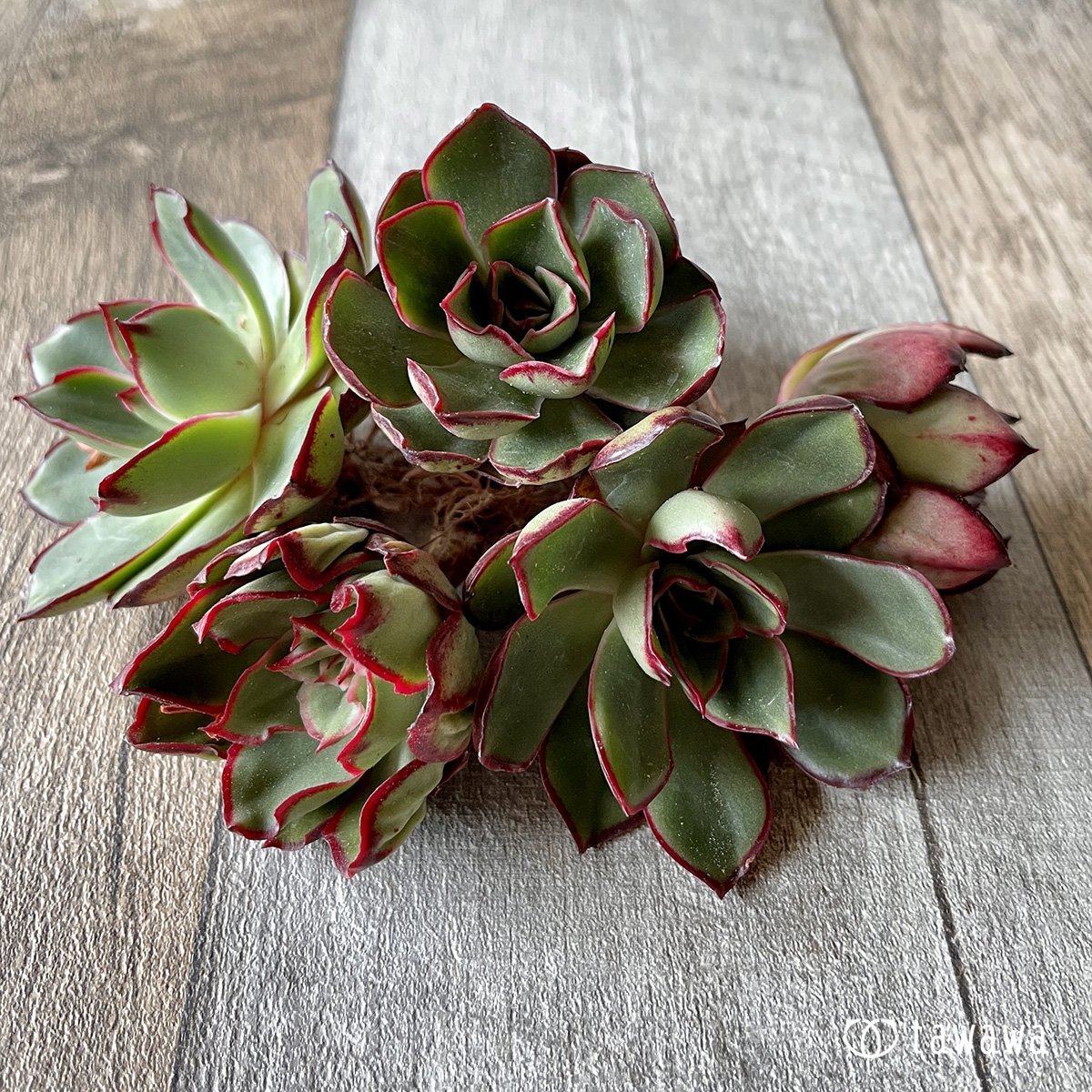 ＊新入荷＊　ロンギニ - 多肉植物の通販・販売サイト tawawa