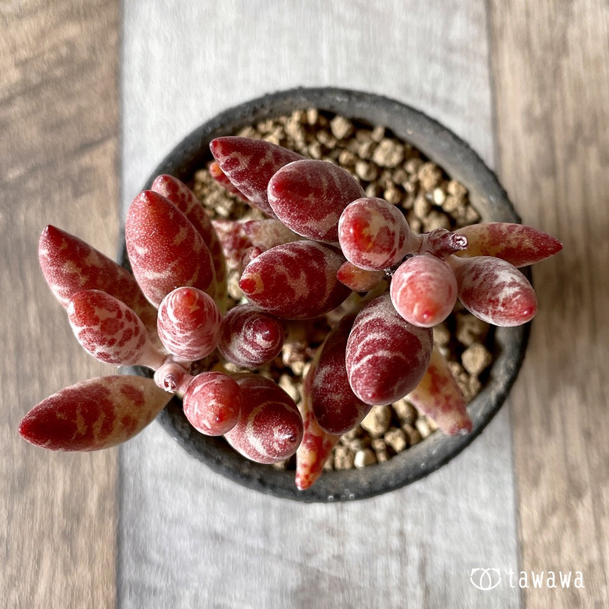 ＊新入荷＊　赤い卵 - 多肉植物の通販・販売サイト tawawa