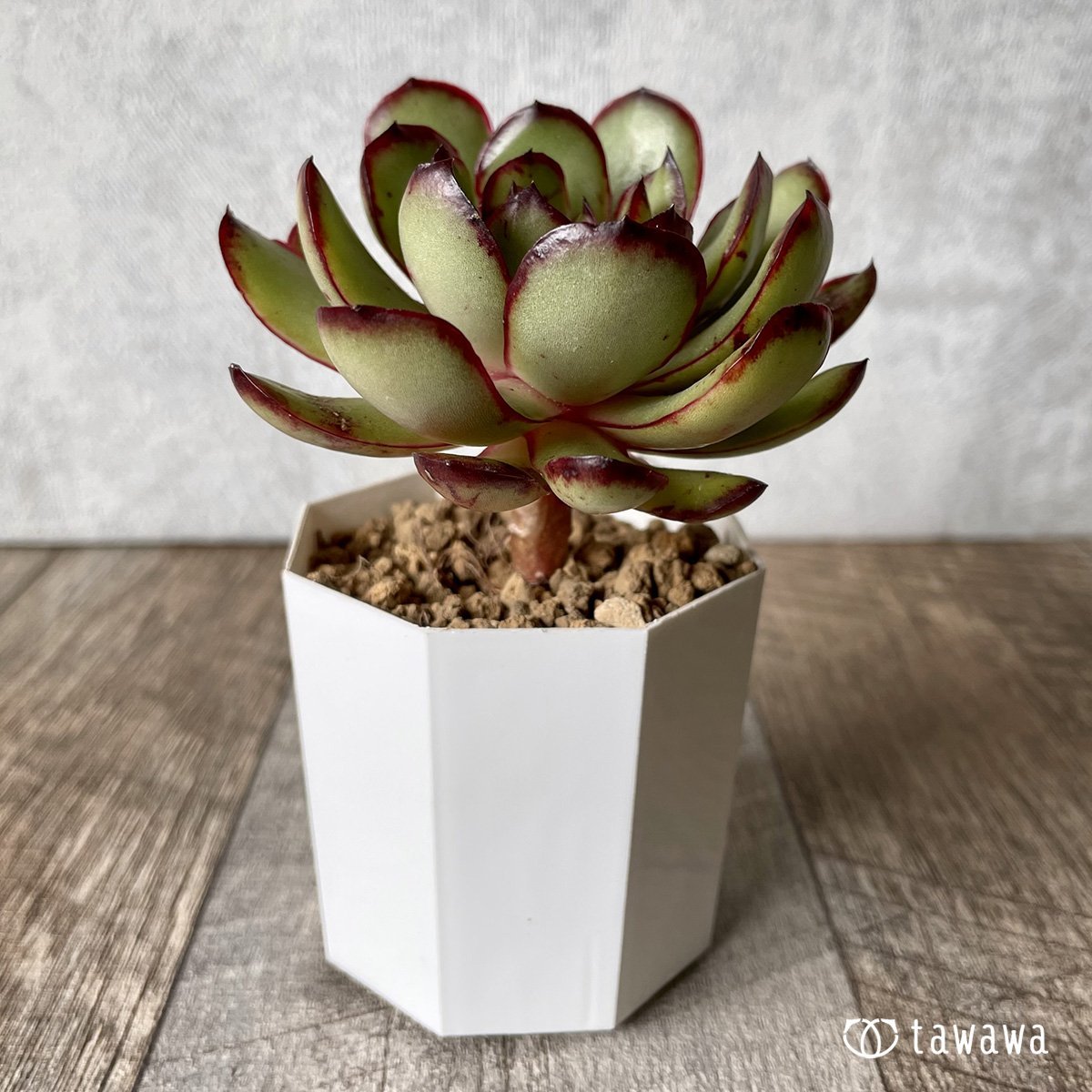 ＊新入荷＊　メキシコポルデンシス - 多肉植物の通販・販売サイト tawawa