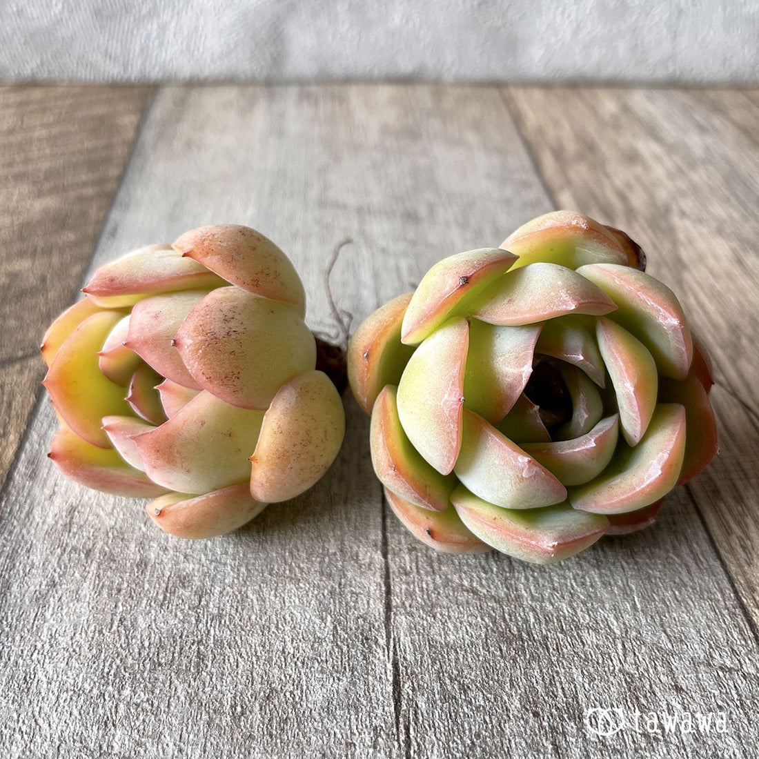 *八ヶ岳* モーニングデュー - 多肉植物の通販・販売サイト tawawa