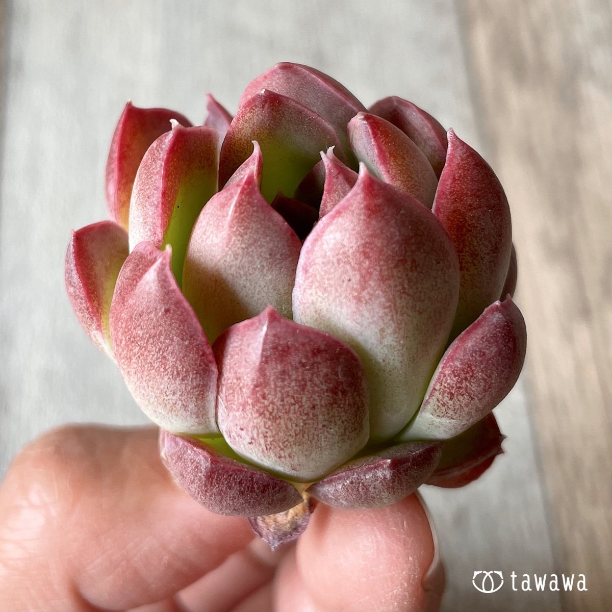 ＊新入荷＊　ピンキーフリル - 多肉植物の通販・販売サイト tawawa