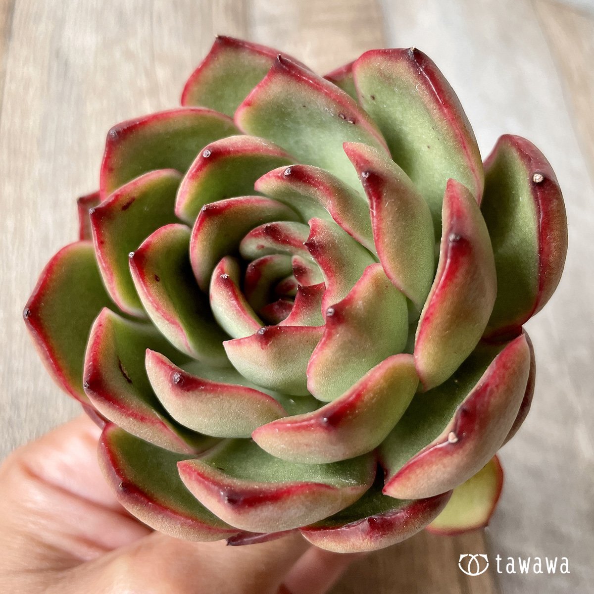 ＊新入荷＊　レッドイーグル - 多肉植物の通販・販売サイト tawawa