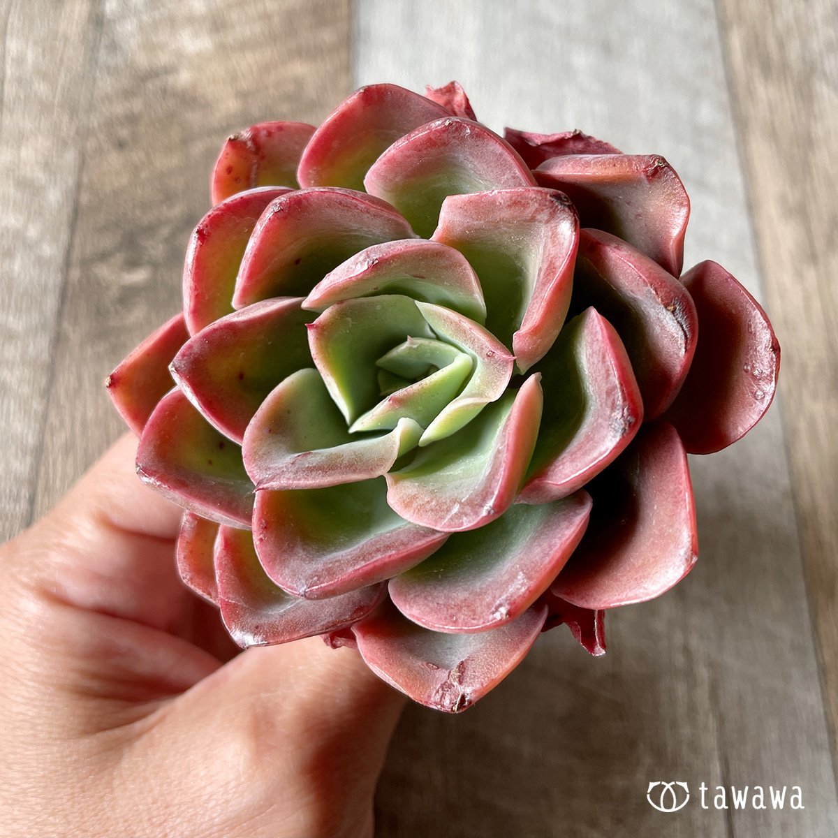 ＊新入荷＊　シルキュ - 多肉植物の通販・販売サイト tawawa