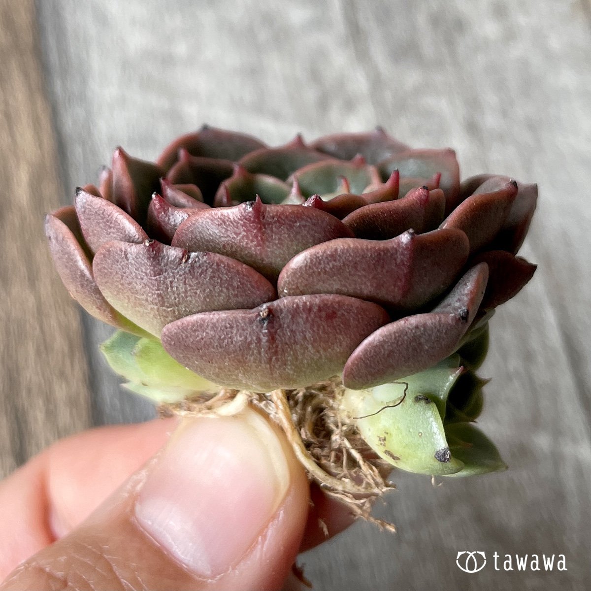＊新入荷＊　ビバチリ - 多肉植物の通販・販売サイト tawawa