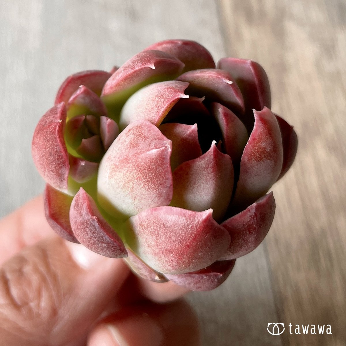 ＊新入荷＊　ピンキーフリル - 多肉植物の通販・販売サイト tawawa