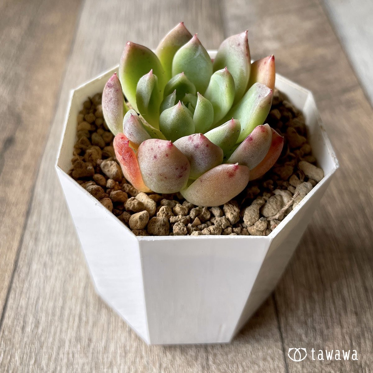 ＊新入荷＊　エスティーボ - 多肉植物の通販・販売サイト tawawa