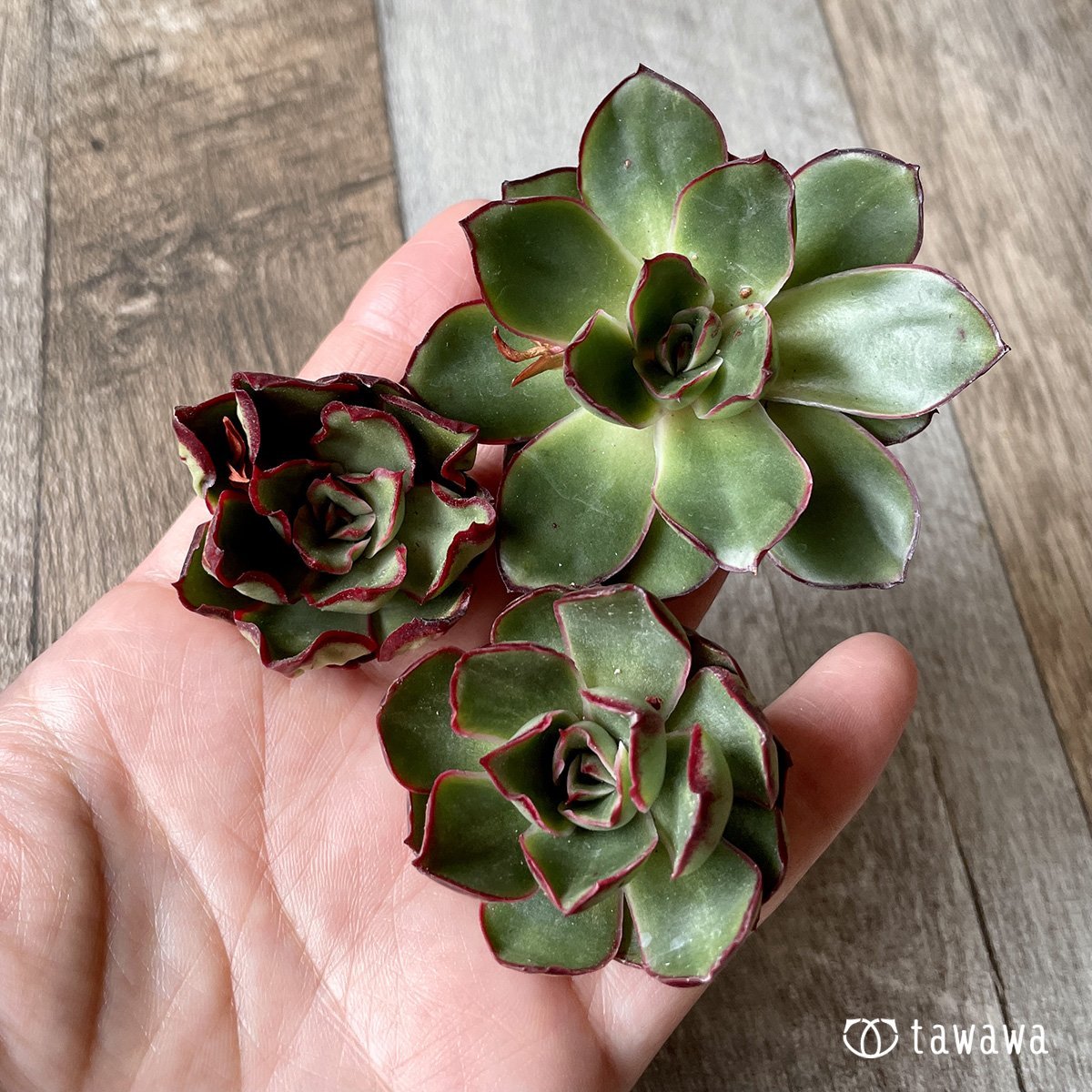 ＊新入荷＊　ロンギニ - 多肉植物の通販・販売サイト tawawa