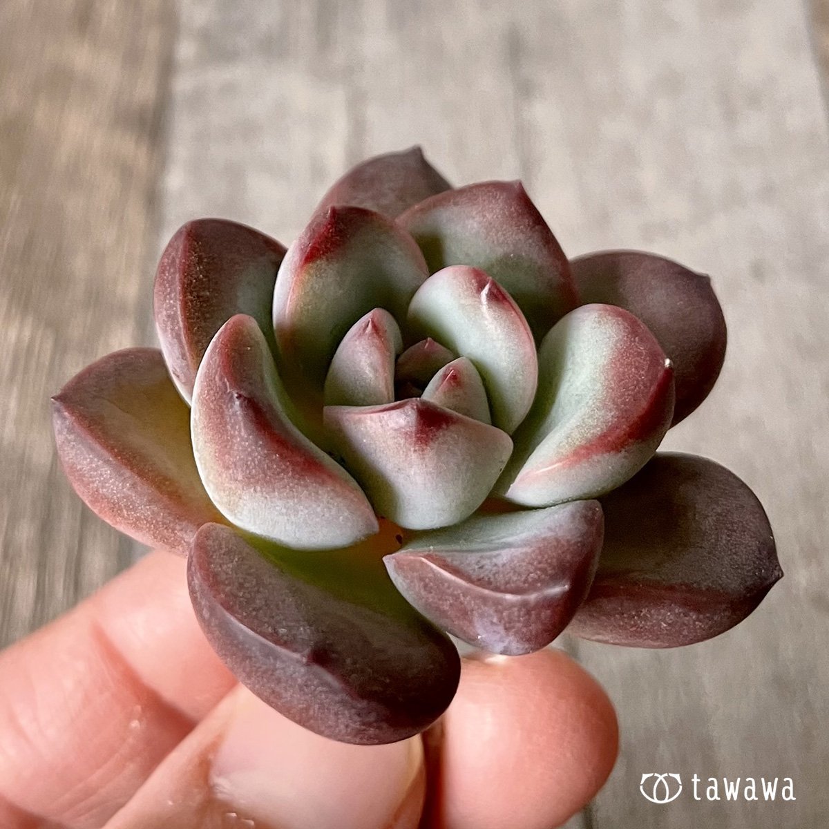 ＊新入荷＊　チュビリップス - 多肉植物の通販・販売サイト tawawa