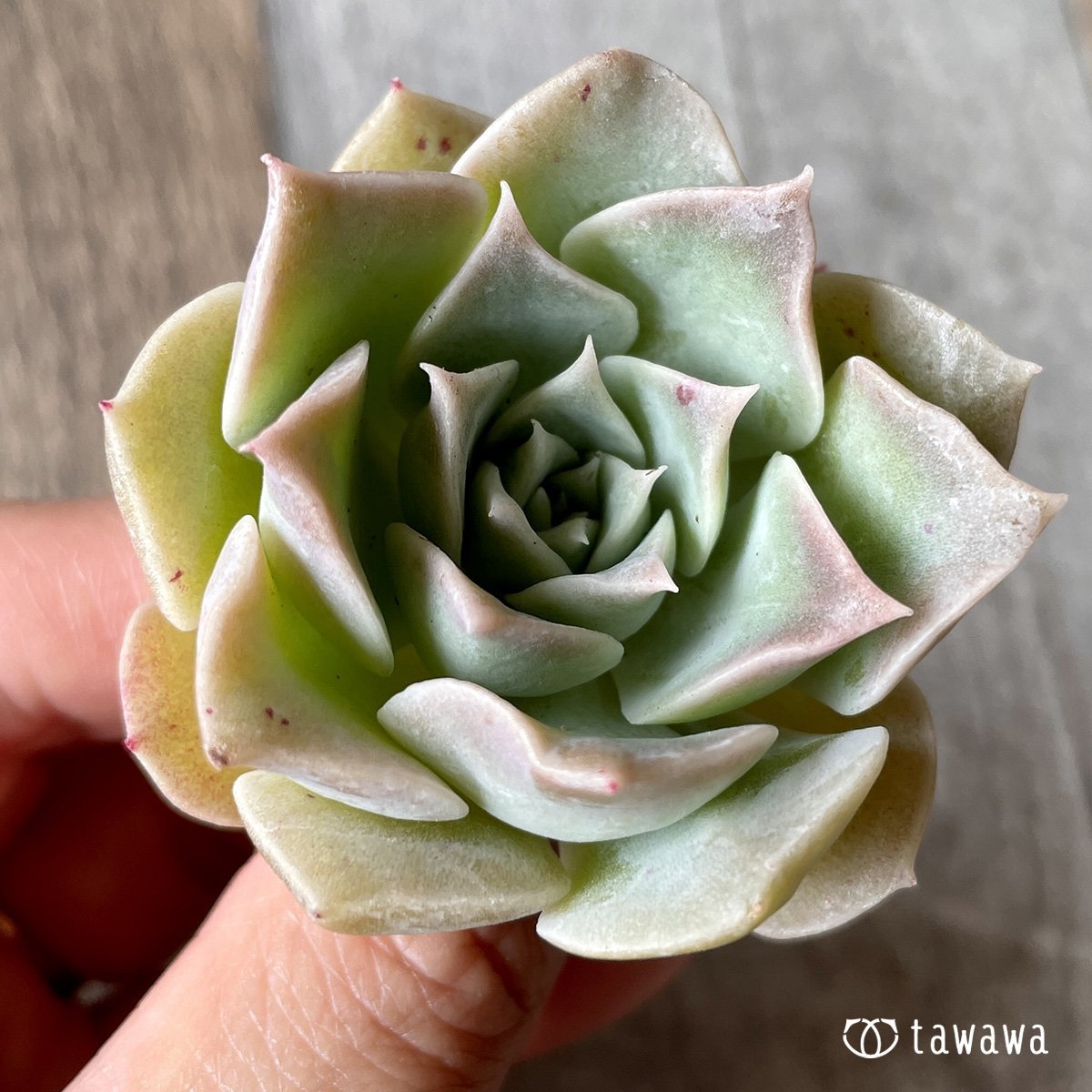 ＊新入荷＊　ラウリナ - 多肉植物の通販・販売サイト tawawa