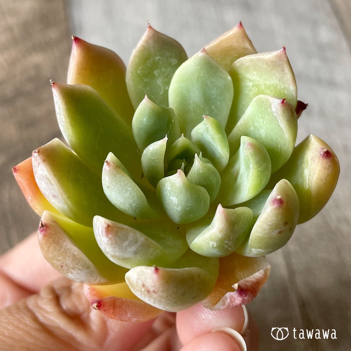 ＊新入荷＊　エスティーボ - 多肉植物の通販・販売サイト tawawa