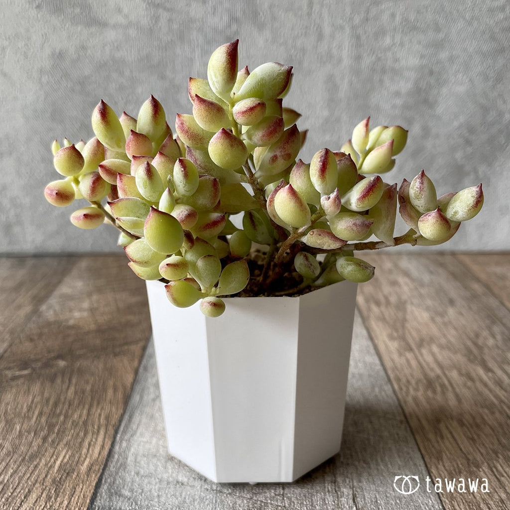 ＊新入荷＊　ペンデンス - 多肉植物の通販・販売サイト tawawa