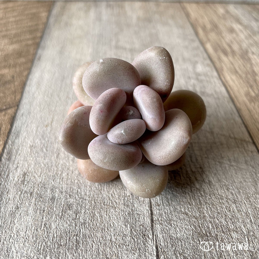 *八ヶ岳* 月美人 - 多肉植物の通販・販売サイト tawawa