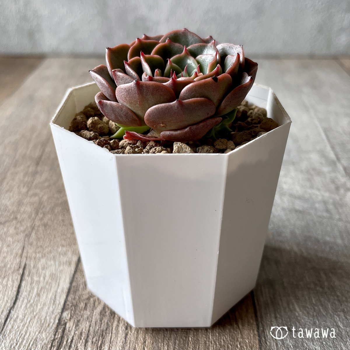 ＊新入荷＊　ビバチリ - 多肉植物の通販・販売サイト tawawa