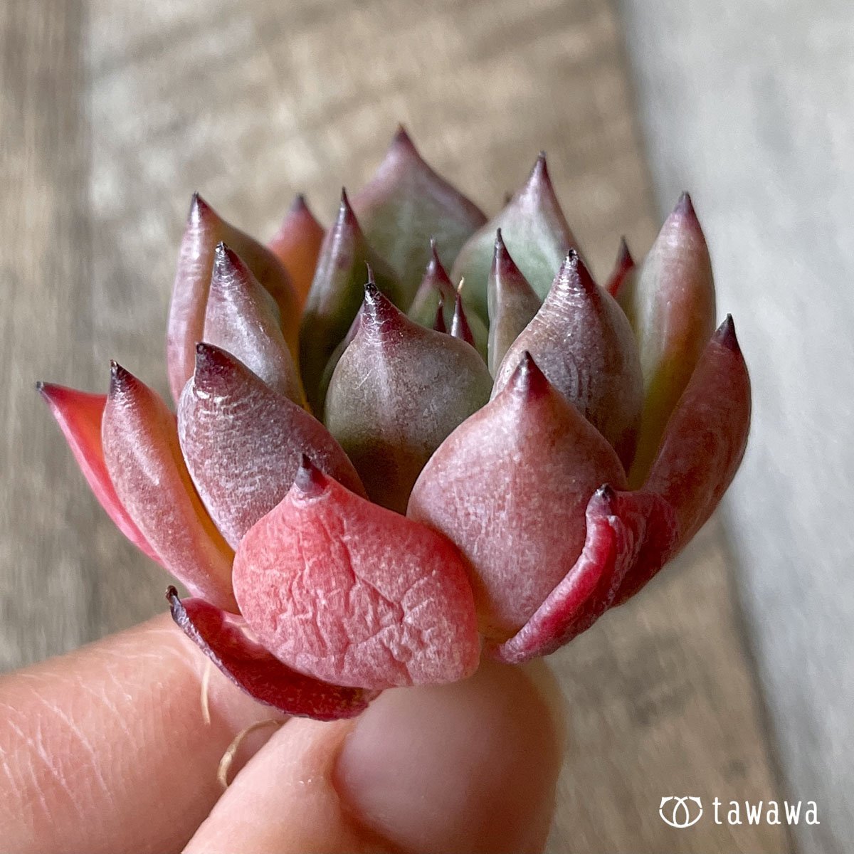 ＊新入荷＊　ブラックマーベル - 多肉植物の通販・販売サイト tawawa