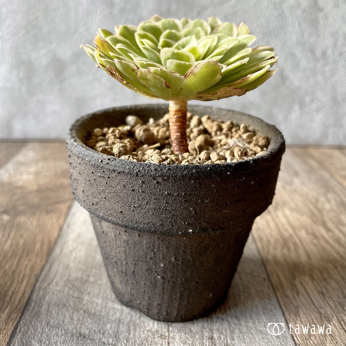 ＊新入荷＊　アイス - 多肉植物の通販・販売サイト tawawa