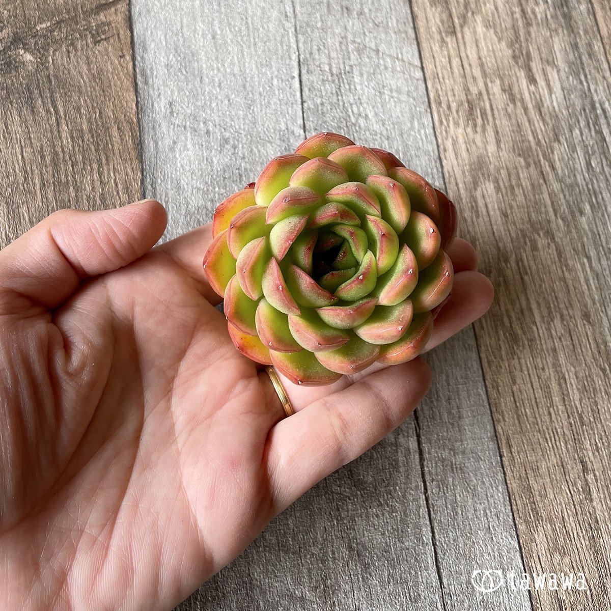 ＊新入荷＊　アイスエイジ - 多肉植物の通販・販売サイト tawawa