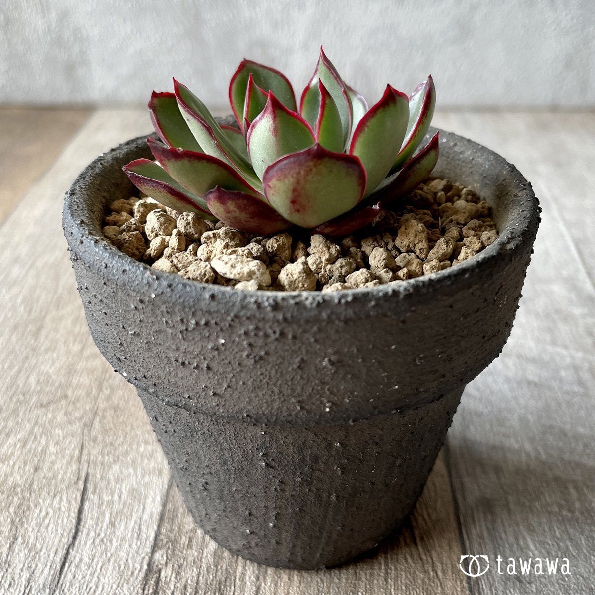 ＊新入荷＊　ロンギニ - 多肉植物の通販・販売サイト tawawa