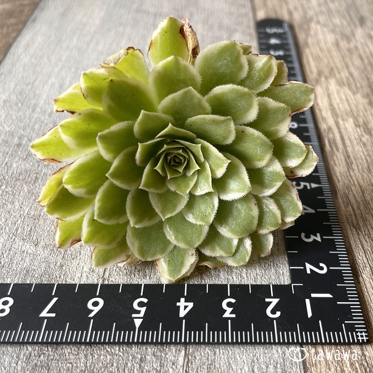 ＊新入荷＊　アイス - 多肉植物の通販・販売サイト tawawa