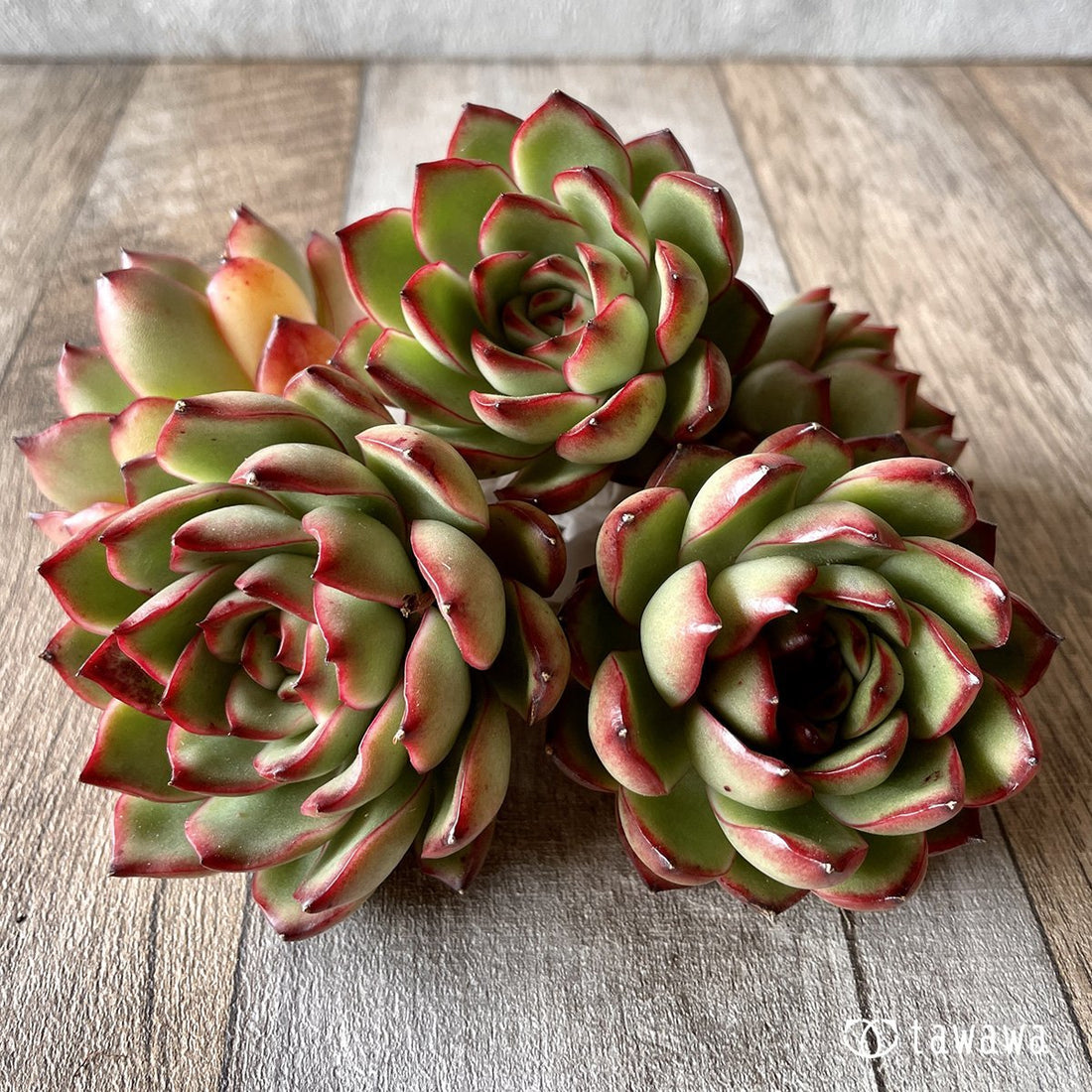 *新入荷* ポーラローズ - 多肉植物の通販・販売サイト tawawa