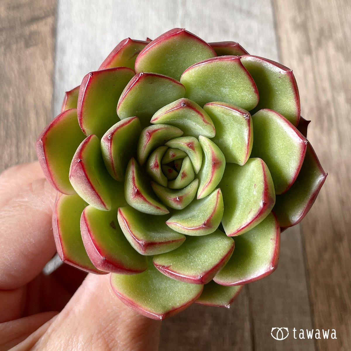 ＊新入荷＊　ヒーリング - 多肉植物の通販・販売サイト tawawa