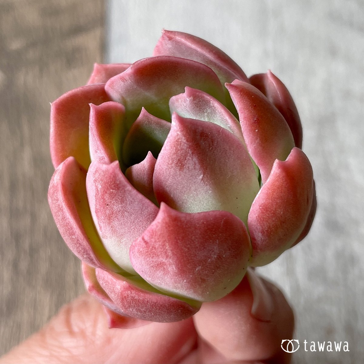＊新入荷＊　ピンキーフリル - 多肉植物の通販・販売サイト tawawa