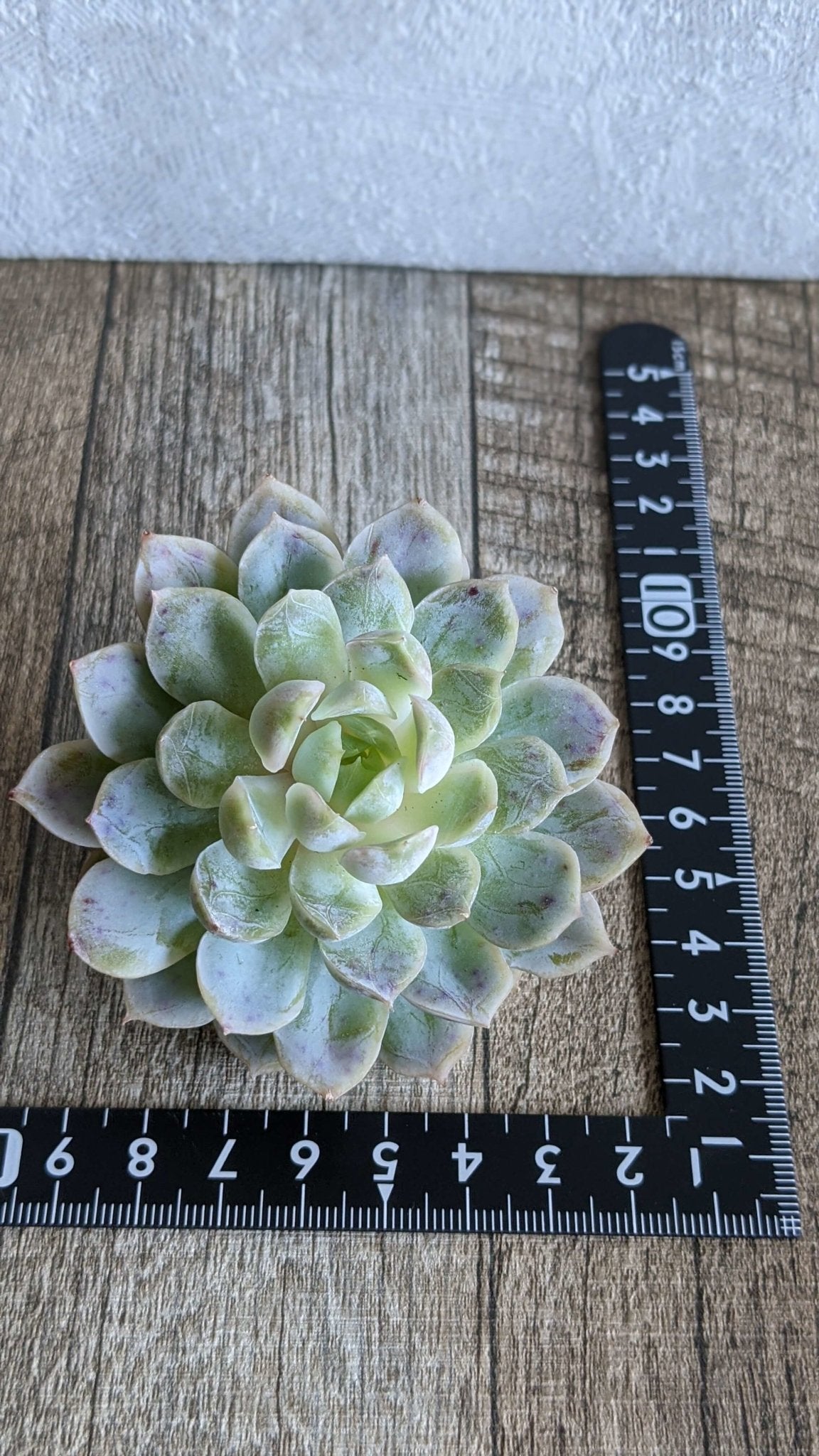 メキシコスノーボール大苗　 - 多肉植物の通販 taniku