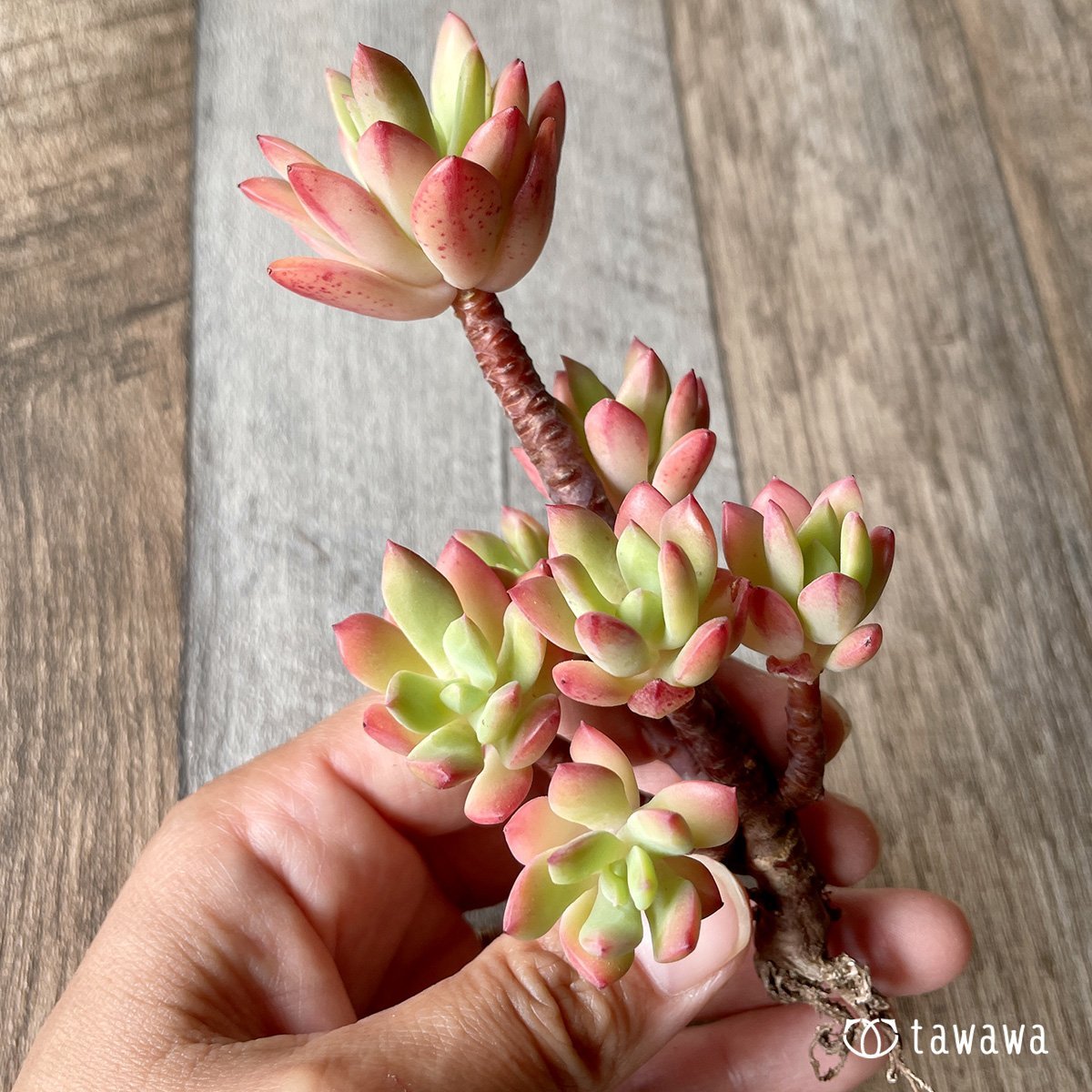 ＊新入荷＊　ミニベル群生 - 多肉植物の通販・販売サイト tawawa